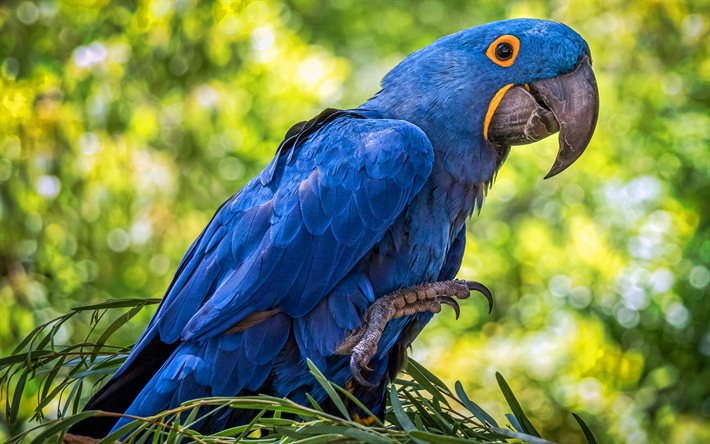 sümbül macaw ara papağanı