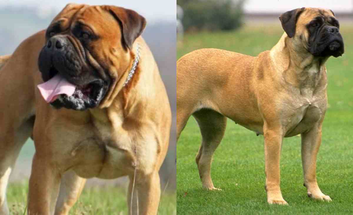 Bullmastiff