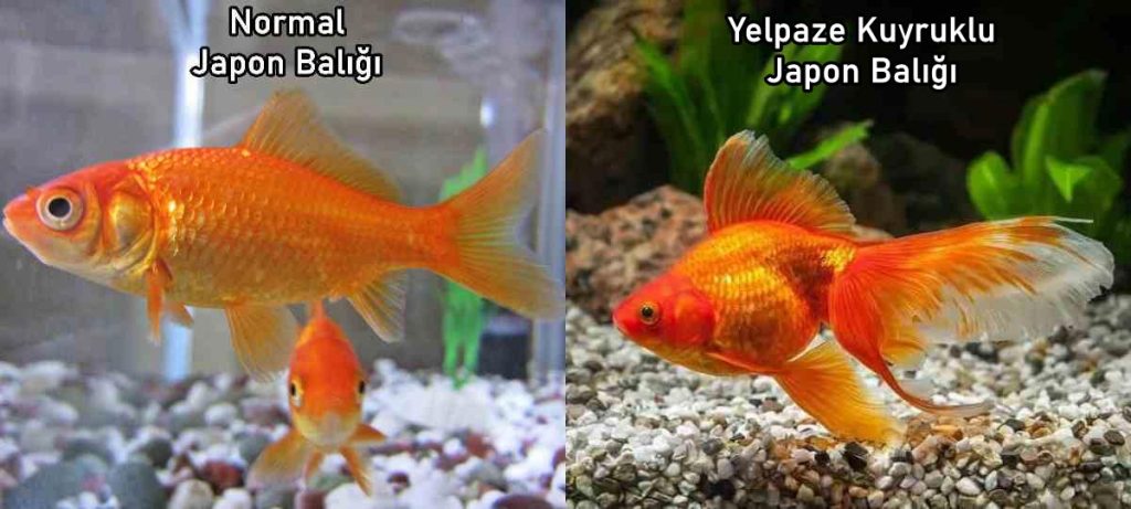 yelpaze kuyruklu japon balığı farkı