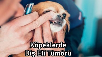 köpeklerde diş eti tümörü
